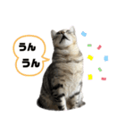 我が家のこてつ4（個別スタンプ：13）