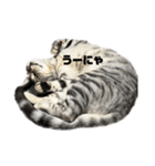 我が家のこてつ4（個別スタンプ：15）