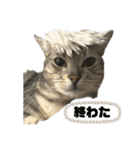 我が家のこてつ4（個別スタンプ：17）