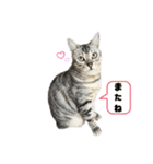 我が家のこてつ4（個別スタンプ：24）