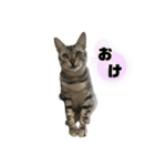 我が家のこてつ4（個別スタンプ：25）