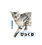 我が家のこてつ4（個別スタンプ：27）