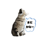 我が家のこてつ4（個別スタンプ：30）