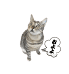 我が家のこてつ4（個別スタンプ：31）