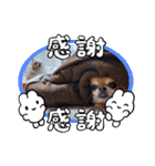 武居Family37（個別スタンプ：4）