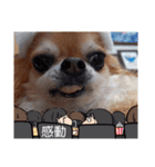 武居Family37（個別スタンプ：7）