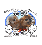武居Family37（個別スタンプ：15）