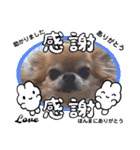 武居Family37（個別スタンプ：16）