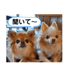 武居Family37（個別スタンプ：33）