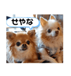 武居Family37（個別スタンプ：38）