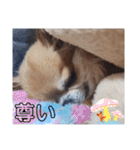 武居Family37（個別スタンプ：39）