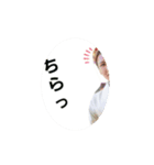 日常挨拶、イベントスタンプ（個別スタンプ：38）