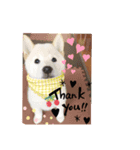 白柴犬ゆず（個別スタンプ：1）