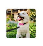 白柴犬ゆず（個別スタンプ：2）