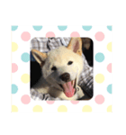 白柴犬ゆず（個別スタンプ：3）