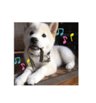 白柴犬ゆず（個別スタンプ：4）