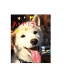 白柴犬ゆず（個別スタンプ：5）
