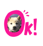 白柴犬ゆず（個別スタンプ：6）
