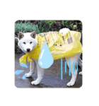 白柴犬ゆず（個別スタンプ：7）
