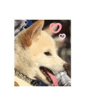 白柴犬ゆず（個別スタンプ：8）