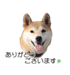 柴犬のハル君（個別スタンプ：5）