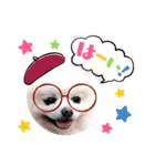 かわいいポメラニアン…まるくん（個別スタンプ：1）