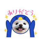 かわいいポメラニアン…まるくん（個別スタンプ：3）