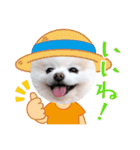 かわいいポメラニアン…まるくん（個別スタンプ：4）