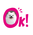 かわいいポメラニアン…まるくん（個別スタンプ：7）