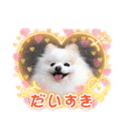 かわいいポメラニアン…まるくん（個別スタンプ：13）