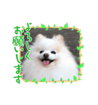 かわいいポメラニアン…まるくん（個別スタンプ：16）
