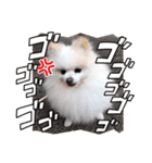 かわいいポメラニアン…まるくん（個別スタンプ：19）
