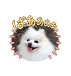かわいいポメラニアン…まるくん（個別スタンプ：20）
