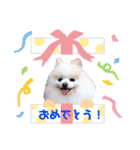 かわいいポメラニアン…まるくん（個別スタンプ：23）