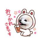 かわいいポメラニアン…まるくん（個別スタンプ：24）