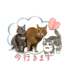 Daily of Tabby Cats 2（個別スタンプ：1）