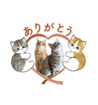 Daily of Tabby Cats 2（個別スタンプ：2）