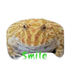 クランウェルツノガエル♂の、でたらめ君。（個別スタンプ：1）