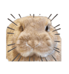 吾輩はあぐである。（個別スタンプ：1）