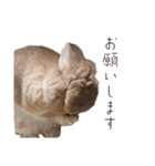 吾輩はあぐである。（個別スタンプ：6）
