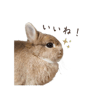 吾輩はあぐである。（個別スタンプ：7）