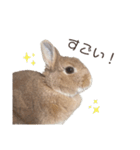 吾輩はあぐである。（個別スタンプ：9）