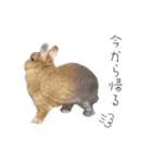 吾輩はあぐである。（個別スタンプ：11）
