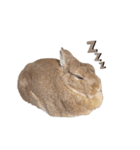 吾輩はあぐである。（個別スタンプ：16）