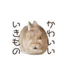 吾輩はあぐである。（個別スタンプ：17）