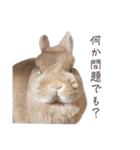 吾輩はあぐである。（個別スタンプ：19）