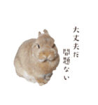 吾輩はあぐである。（個別スタンプ：20）