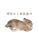 吾輩はあぐである。（個別スタンプ：21）