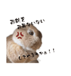 吾輩はあぐである。（個別スタンプ：24）