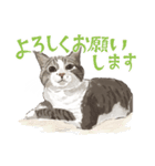 キジトラ白の猫たち（個別スタンプ：1）